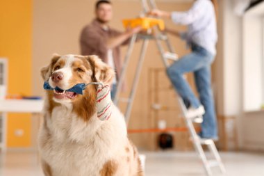 Genç bir çiftin önünde yuvarlanan sevimli köpek yeni evlerinde duvarları boyuyor.