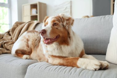 Sevimli Avustralyalı çoban köpeği evdeki kanepede yatıyor.