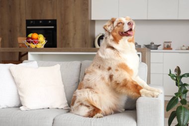Sevgili Avustralyalı çoban köpeği evdeki kanepede oturuyor.