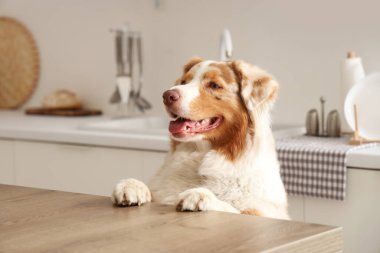 Sevimli Avustralya çoban köpeği evde mutfakta.