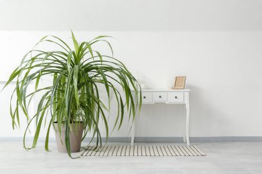 Oturma odasındaki masanın yanındaki saksı bitkisi.