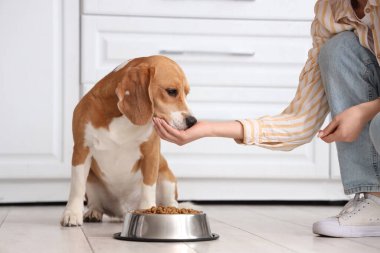 Sevimli Beagle köpeğini tabağın yanında kuru yiyecekle besleyen bir kadın.