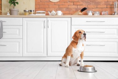 Sevimli Beagle köpeği mutfakta kuru yemekle kasenin yanında oturuyor.