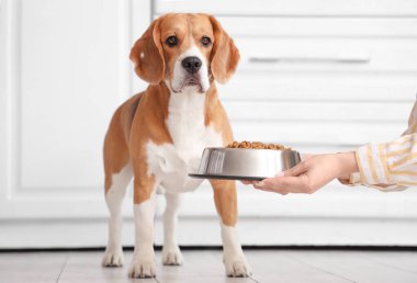 Bayan el, mutfakta sevimli Beagle köpeğine kuru yiyecek dolu kase veriyor.