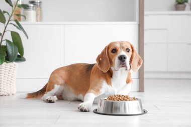 Tatlı Beagle köpeği evde kuru yiyeceklerle kasenin yanında yatıyor.