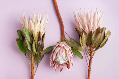 Leylak arkaplanda güzel protea çiçekleri