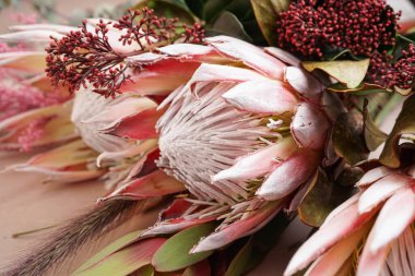 Bej arka planda güzel pembe protea çiçekleri, yakın plan