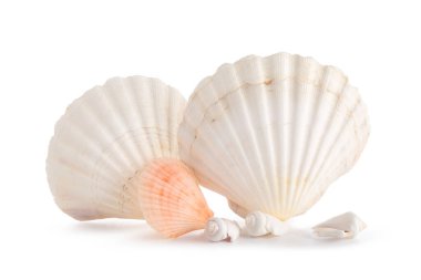 beyaz zemin üzerinde güzel kabukları