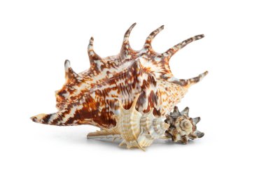 beyaz zemin üzerinde güzel kabukları