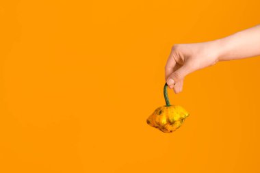 Turuncu arka planda taze balkabağı olan kadın eli.