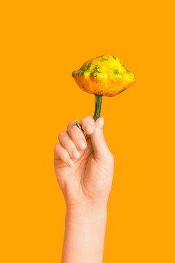 Turuncu arka planda taze balkabağı olan kadın eli.