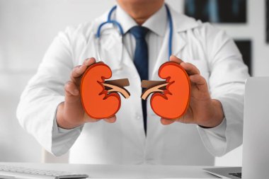 Klinikte kağıt böbrekleri olan olgun bir doktor.