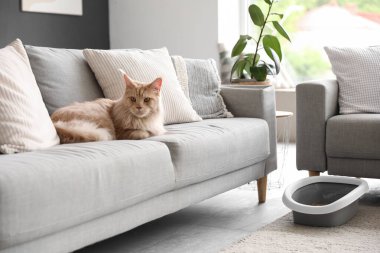 Evdeki oturma odasındaki kanepede çöp kutusu olan sevimli Maine Rakunu kedisi.