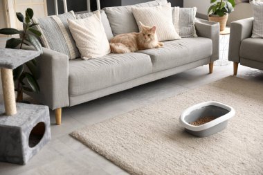 Şirin Maine Rakunu kedisi, çöp kutusu ve oturma odasındaki kanepede uzanan kazı kazan.