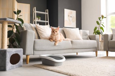 Şirin Maine Rakunu kedisi, çöp kutusu ve oturma odasındaki kanepede uzanan kazı kazan.