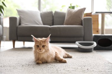 Şirin Maine Rakunu kedisi, çöp kutusu ve tırmalama kazığı ile evdeki oturma odasında yerde yatıyor.