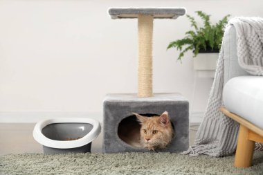 Evde çöp kutusu olan sevimli Maine Rakunu kedisi.