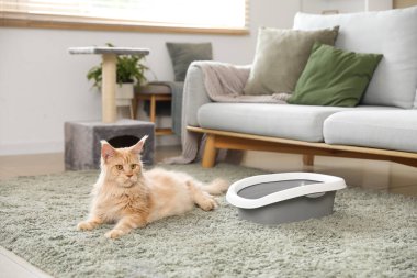 Şirin Maine Rakunu kedisi, çöp kutusu ve tırmalama kazığı ile evdeki oturma odasında yerde yatıyor.