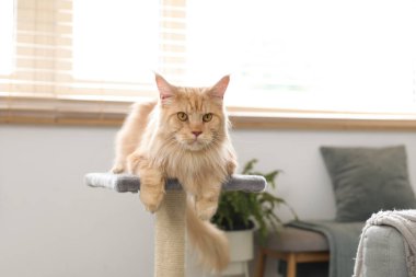 Şirin Maine Rakunu kedisi evdeki oturma odasında tırmalama direğinde yatıyor.