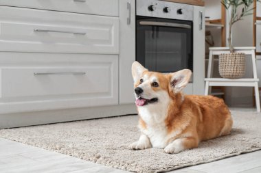 Şirin, mutlu Corgi köpeği evde yerde yatıyor.