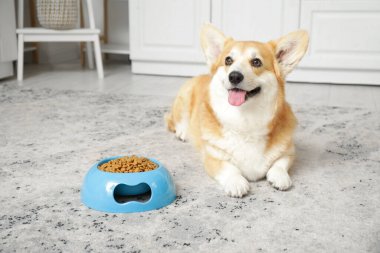 Şirin Corgi köpeği evde mutfakta bir kase kuru yemekle yatıyor.