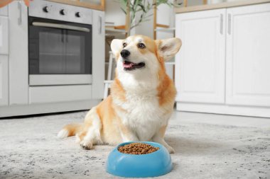Şirin Corgi köpeği, elinde bir kase kuru yemekle mutfakta oturuyor.