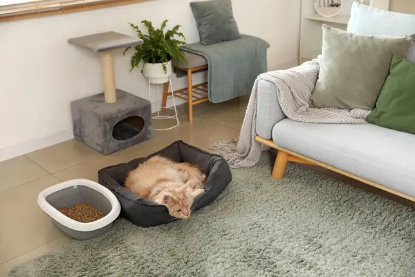 stock image Cute Maine Coon cat with litter box and scratching post lying in pet bed at home