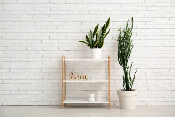 stock image Big cactus with houseplants, shelving unit and home decor near white wall in room