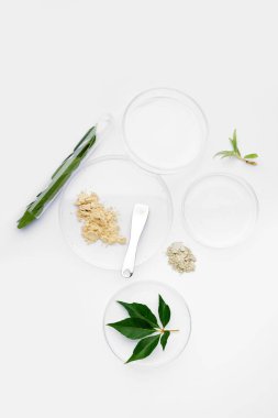 Bitki yapraklı Petri kapları, spatula ve beyaz arka planda örnekler