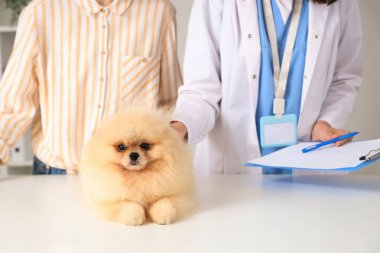 Veteriner kliniğindeki beyaz masadaki şirin Pomeranya köpeği.