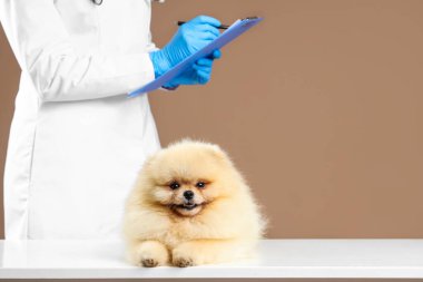 Beyaz masada beyaz arka planda sevimli Pomeranian köpeği olan kadın veteriner.
