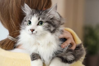 Sahibi, evde kısırlaştırmadan sonra sevimli bir kedi tutuyor.