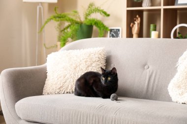 Oturma odasındaki kanepede oyuncak fareyle oturan sevimli siyah kedi.