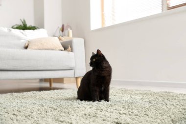 Oturma odasında halının üzerinde oturan sevimli siyah kedi.
