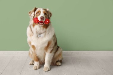 Yeşil duvarın yanında oturan sevimli tüylü Avustralya çoban köpeği.