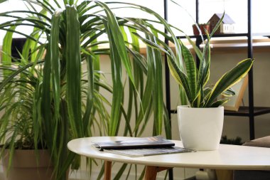 Ev bitkileri ve kahve masası olan şık bir oda.