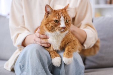 Evdeki kanepede oturan tatlı kırmızı kedili genç kadın, yakın plan.