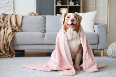 Evde battaniyeli sevimli Avustralya çoban köpeği oturuyor.