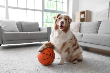 Sevimli Avustralyalı çoban köpeği evde oturuyor.