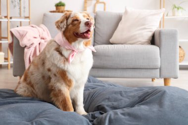 Evde şallı sevimli Avustralya çoban köpeği oturuyor.