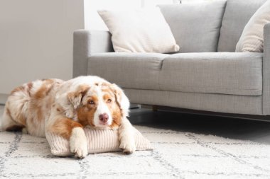 Yastıklı sevimli Avustralya çoban köpeği