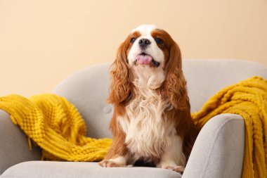 Sevimli şövalye Kral Charles, evdeki bej duvarın yanındaki koltukta oturuyor.