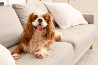 Sevimli şövalye Kral Charles Spaniel evdeki kanepede oturuyor.