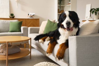 Cute Bernese mountain dog lying on sofa at home