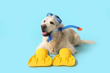 Dalış maskeli beyaz Labrador köpeği ve mavi arka planda paletler.