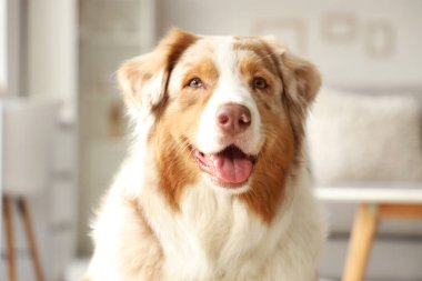 Şirin Avustralya çoban köpeği evde, yakın plan.