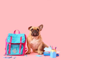 Okul malzemeleri ve pembe arka planda sırt çantası olan sevimli bir Fransız bulldog 'u.