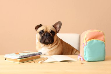 Okul malzemeleri ve sırt çantasıyla bej arka planda oturan sevimli Fransız bulldog 'u.