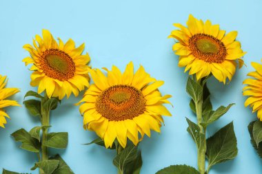 mooie zonnebloemen op blauwe achtergrond