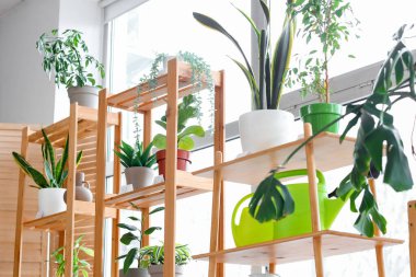 Çiçekçide cam kenarında bitkiler olan raflar